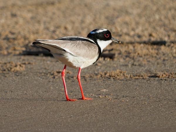 Cayennekievit (Hoploxypterus cayanus)